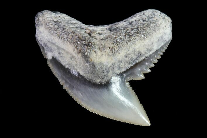 Fossil Tiger Shark Tooth - Lee Creek (Aurora), NC #71073